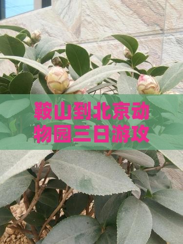 鞍山到北京动物园三日游攻略及路线多少钱