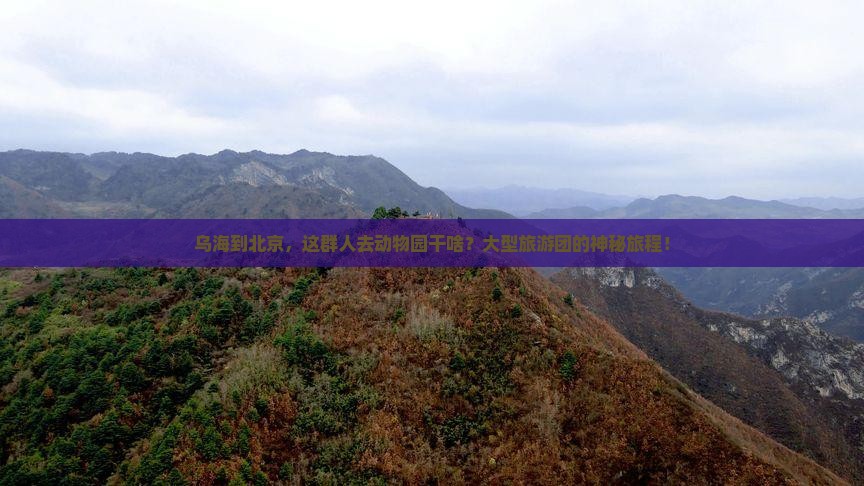乌海到北京，这群人去动物园干啥？大型旅游团的神秘旅程！