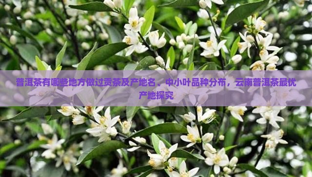 普洱茶有哪些地方做过贡茶及产地名、中小叶品种分布，云南普洱茶最优产地探究