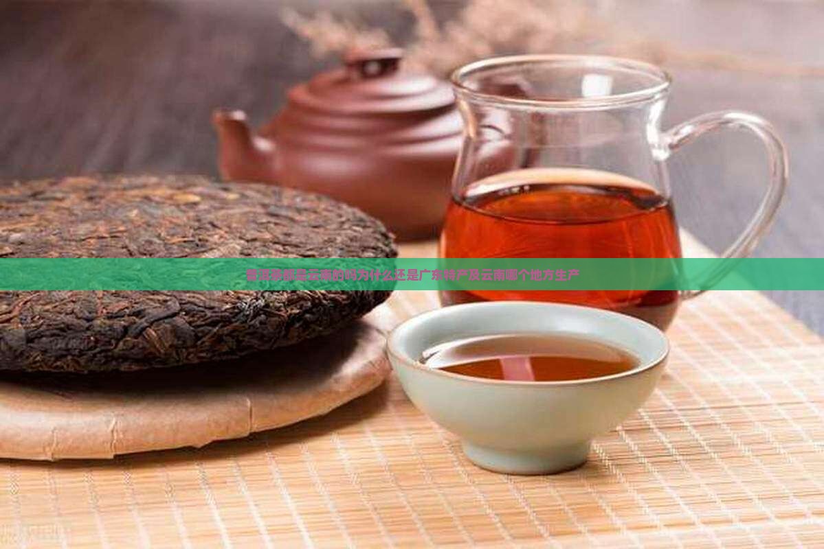 普洱茶都是云南的吗为什么还是广东特产及云南哪个地方生产