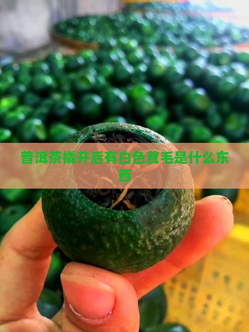 普洱茶撬开后有白色茸毛是什么东西