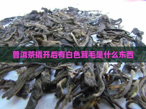 普洱茶撬开后有白色茸毛是什么东西