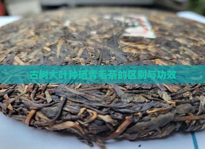 古树大叶种晒青毛茶的区别与功效