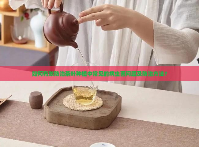如何有效防治茶叶种植中常见的病虫害问题及防治方法？