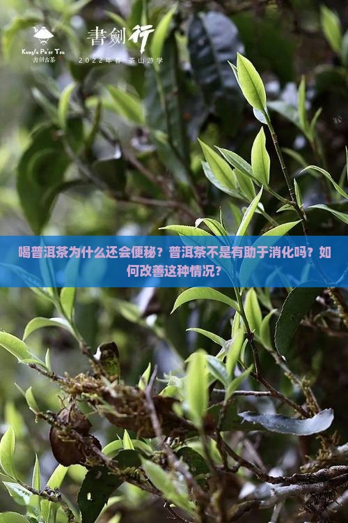 喝普洱茶为什么还会便秘？普洱茶不是有助于消化吗？如何改善这种情况？