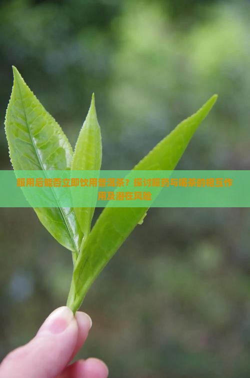 服用后能否立即饮用普洱茶？探讨服药与喝茶的相互作用及潜在风险