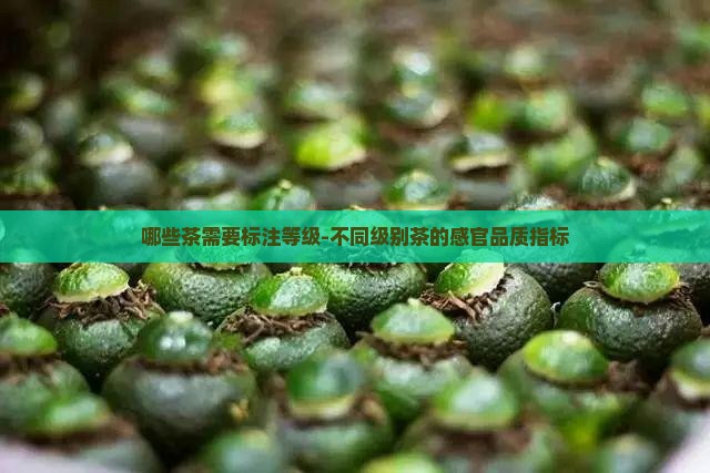 哪些茶需要标注等级-不同级别茶的感官品质指标
