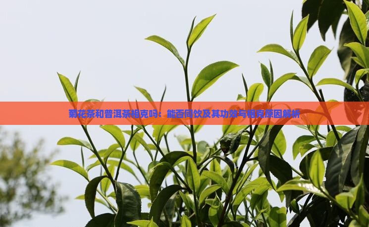 菊花茶和普洱茶相克吗：能否同饮及其功效与相克原因解析