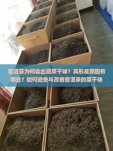 普洱茶为何会出现菜干味？其形成原因有哪些？如何避免与改善普洱茶的菜干味？