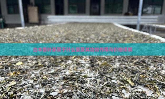 白木香叶茶属于什么茶及其功效作用与价格详解