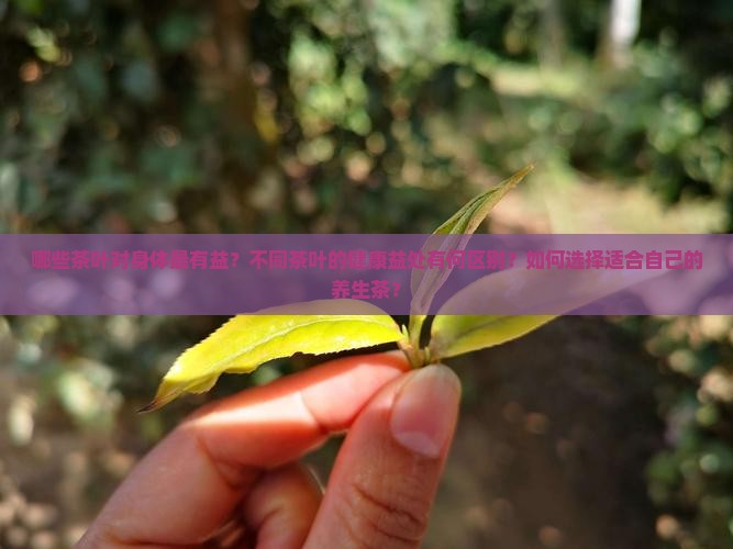 哪些茶叶对身体最有益？不同茶叶的健康益处有何区别？如何选择适合自己的养生茶？