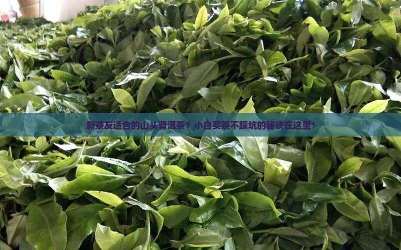 新茶友适合的山头普洱茶？小白买茶不踩坑的秘诀在这里！