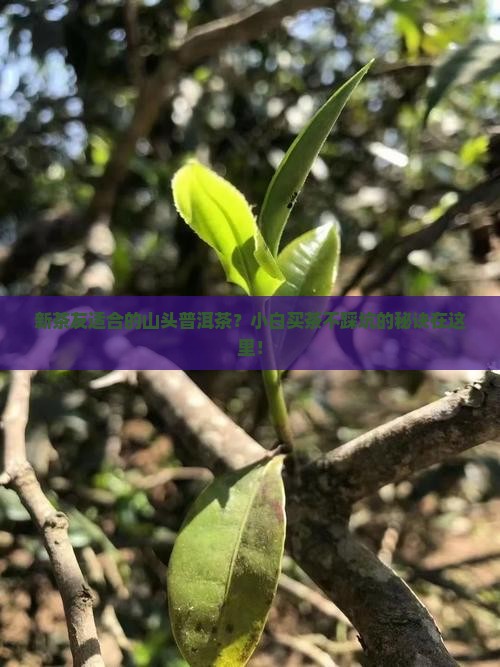 新茶友适合的山头普洱茶？小白买茶不踩坑的秘诀在这里！