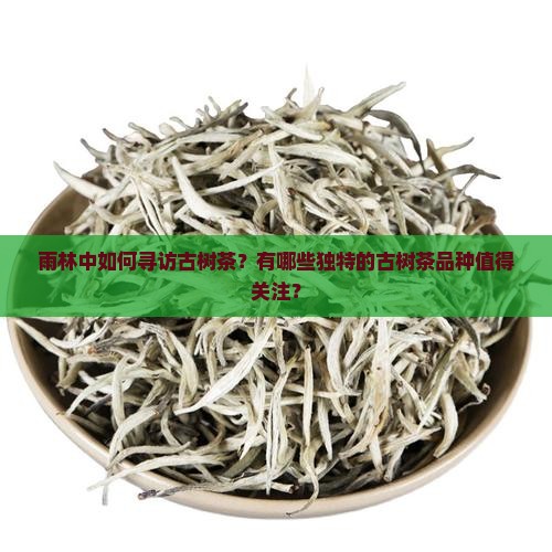 雨林中如何寻访古树茶？有哪些独特的古树茶品种值得关注？