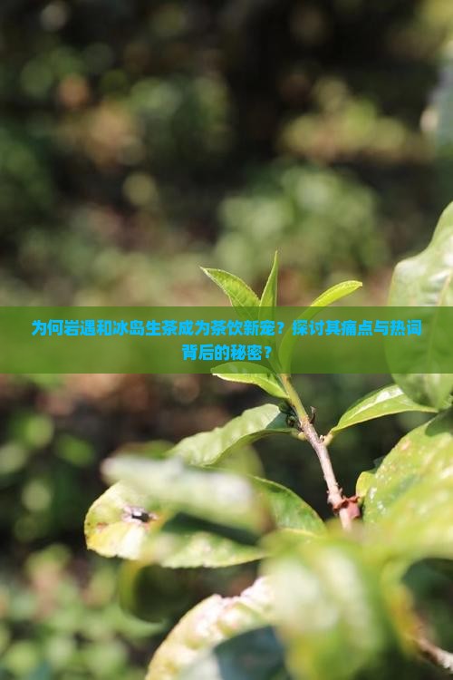 为何岩遇和冰岛生茶成为茶饮新宠？探讨其痛点与热词背后的秘密？