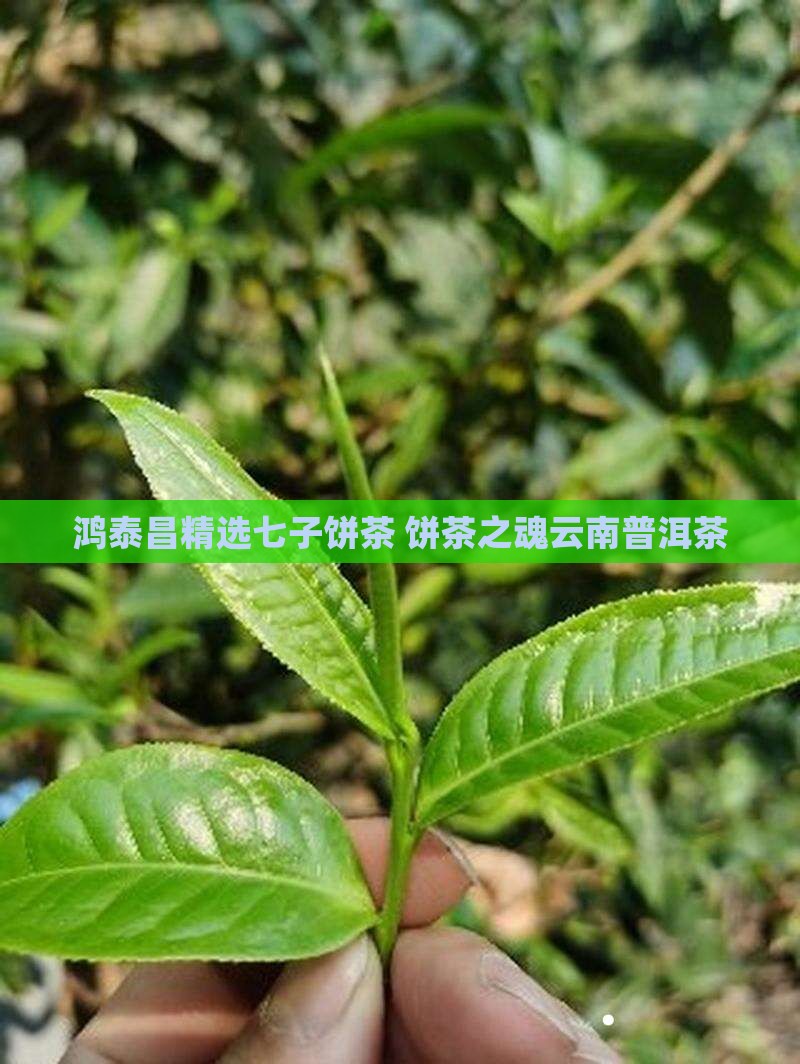 鸿泰昌精选七子饼茶 饼茶之魂云南普洱茶