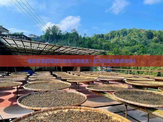 老班章茶的深层功效与市场痛点：它为何成为茶界新宠？
