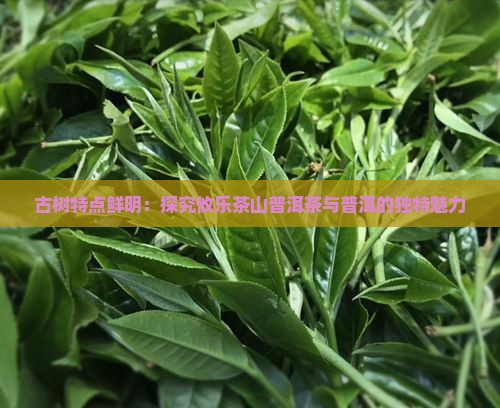 古树特点鲜明：探究攸乐茶山普洱茶与普洱的独特魅力