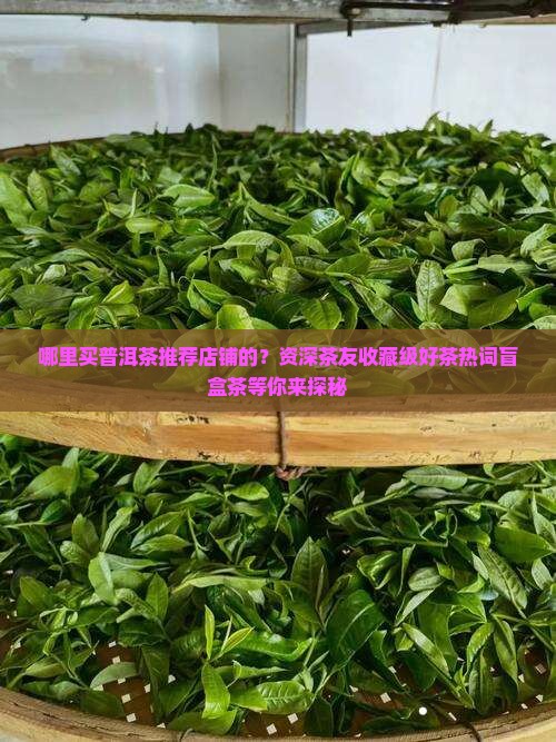 哪里买普洱茶推荐店铺的？资深茶友收藏级好茶热词盲盒茶等你来探秘