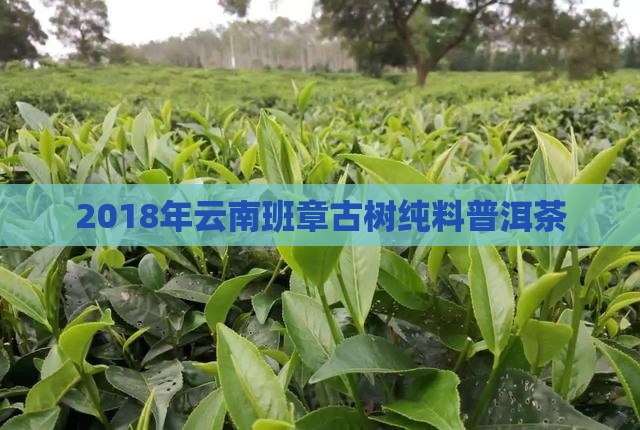 2018年云南班章古树纯料普洱茶