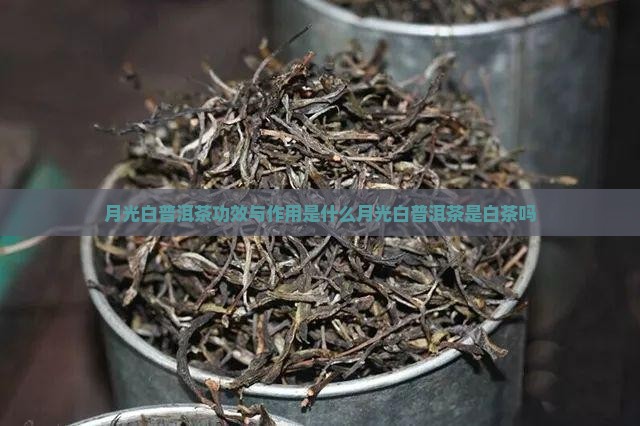 月光白普洱茶功效与作用是什么月光白普洱茶是白茶吗