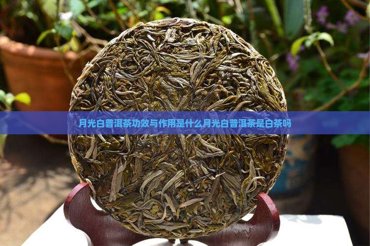月光白普洱茶功效与作用是什么月光白普洱茶是白茶吗