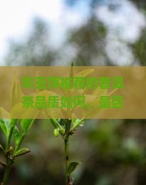 邓亚萍推荐的普洱茶品质如何，是否真的值得入手？