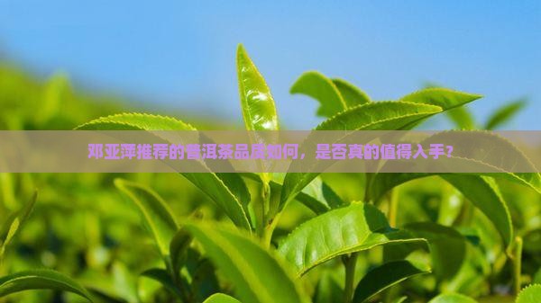 邓亚萍推荐的普洱茶品质如何，是否真的值得入手？