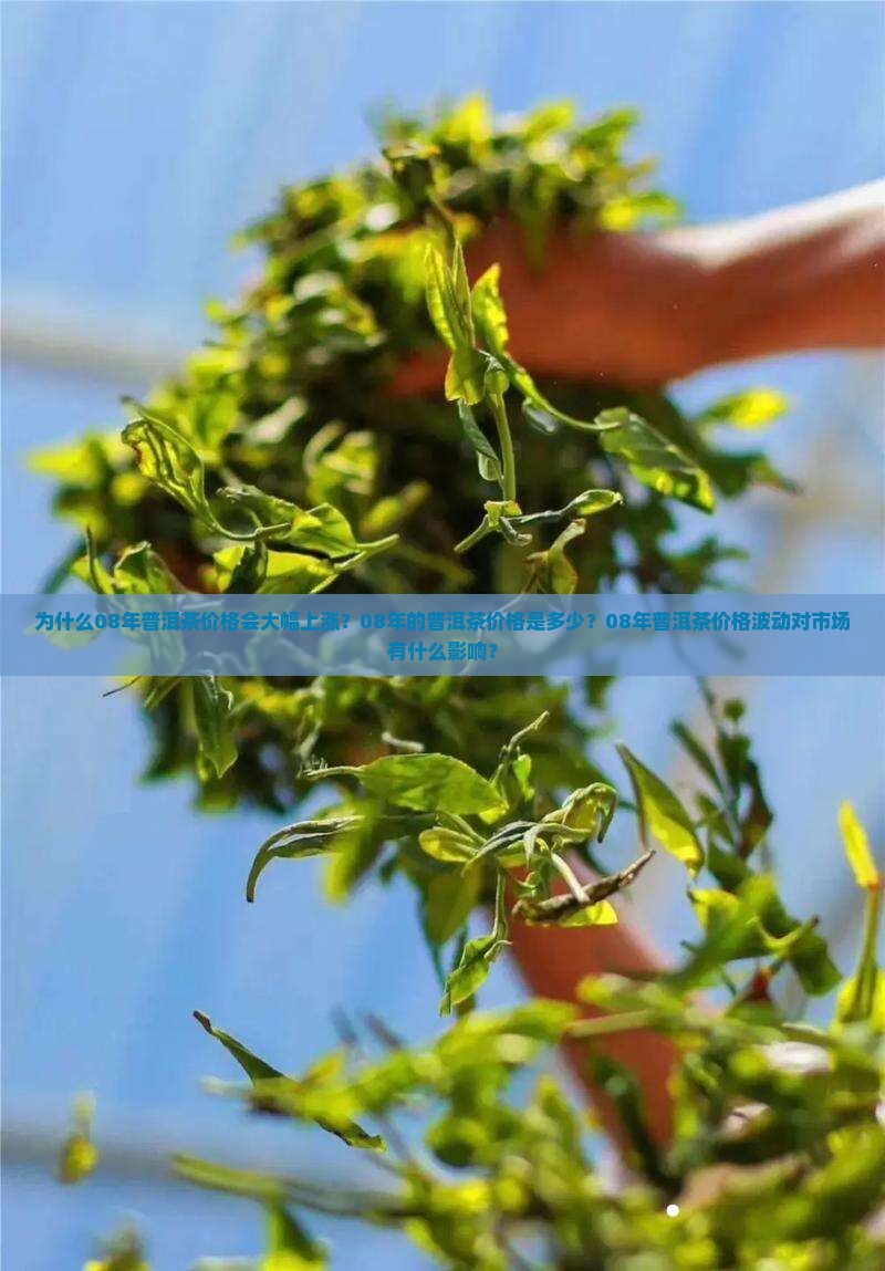 为什么08年普洱茶价格会大幅上涨？08年的普洱茶价格是多少？08年普洱茶价格波动对市场有什么影响？