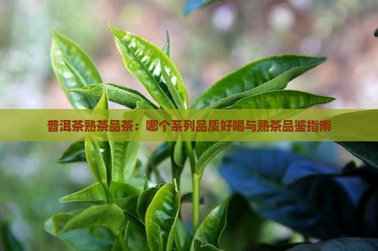 普洱茶熟茶品茶：哪个系列品质好喝与熟茶品鉴指南
