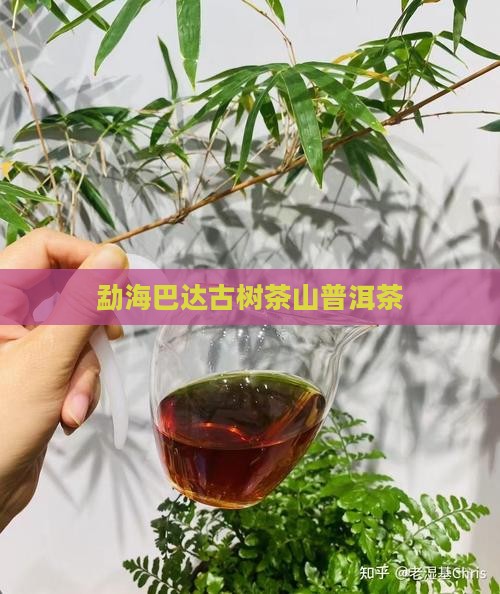 勐海巴达古树茶山普洱茶