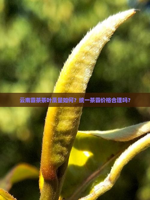 云南霸茶茶叶质量如何？统一茶霸价格合理吗？