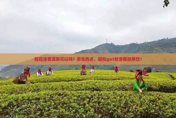 桂花浇普洱茶可以吗？养生热点，轻松get秋冬爆款茶饮！