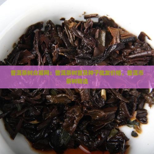 普洱茶树众筹网：普洱茶树苗及种子批发价格，普洱市茶树精选