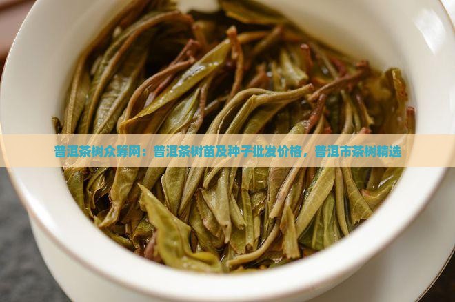 普洱茶树众筹网：普洱茶树苗及种子批发价格，普洱市茶树精选