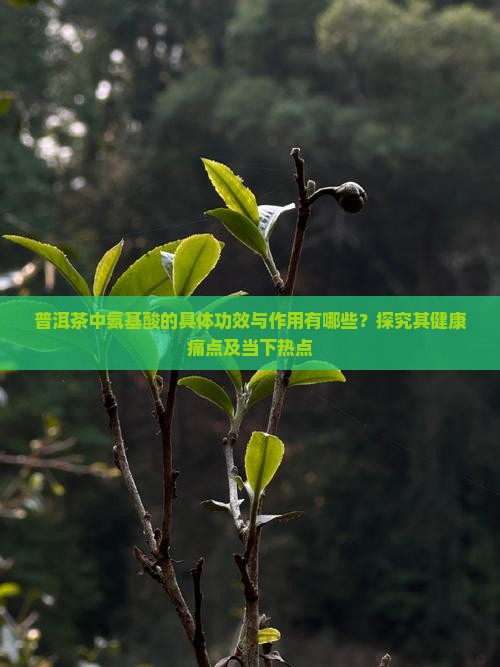 普洱茶中氨基酸的具体功效与作用有哪些？探究其健康痛点及当下热点