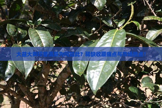 大益大黄印普洱茶为何如此？稀缺收藏痛点与市场热点！