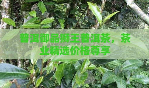 普洱御品狮王普洱茶，茶业精选价格尊享