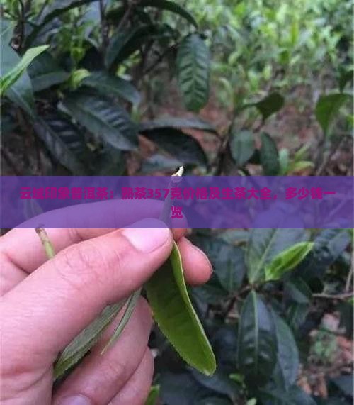 云域印象普洱茶：熟茶357克价格及生茶大全，多少钱一览