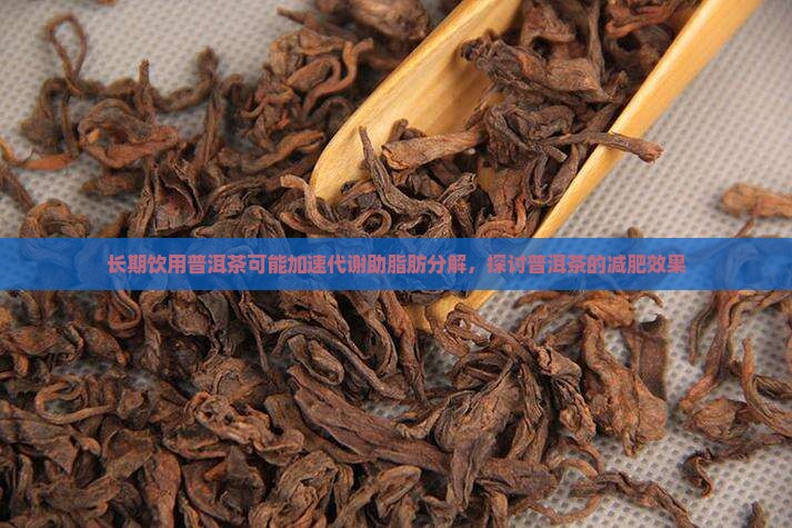 长期饮用普洱茶可能加速代谢助脂肪分解，探讨普洱茶的减肥效果