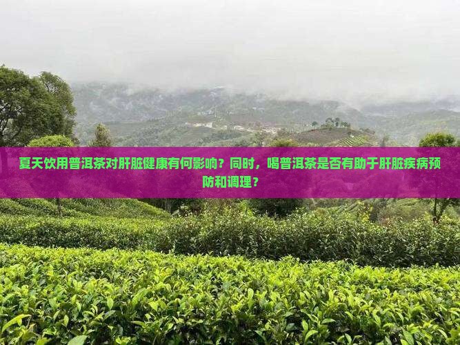 夏天饮用普洱茶对肝脏健康有何影响？同时，喝普洱茶是否有助于肝脏疾病预防和调理？