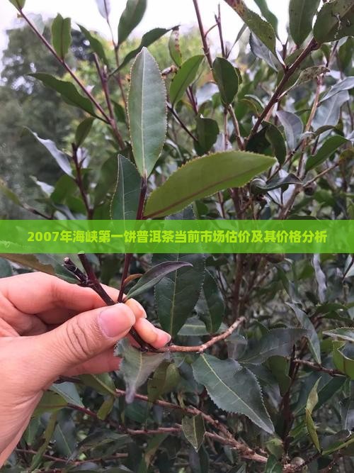 2007年海峡第一饼普洱茶当前市场估价及其价格分析