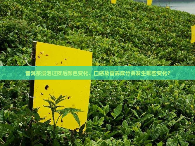 普洱茶浸泡过夜后颜色变化、口感及营养成分会发生哪些变化？