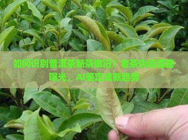 如何识别普洱茶新茶做旧？老茶伪造套路曝光，AI鉴定成新趋势