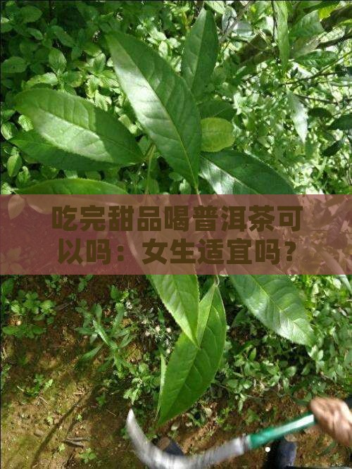 吃完甜品喝普洱茶可以吗：女生适宜吗？
