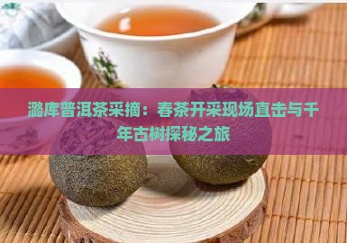 潞库普洱茶采摘：春茶开采现场直击与千年古树探秘之旅