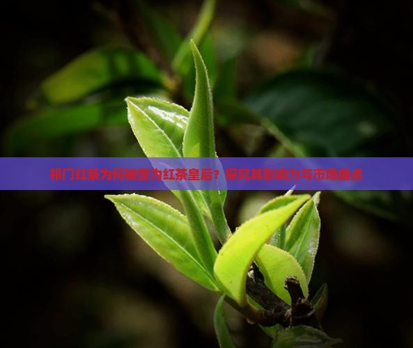 祁门红茶为何被誉为红茶皇后？探究其影响力与市场痛点