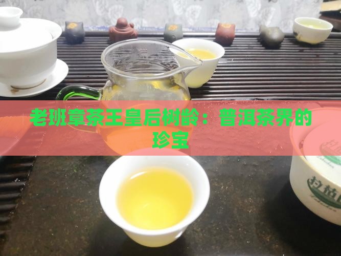 老班章茶王皇后树龄：普洱茶界的珍宝