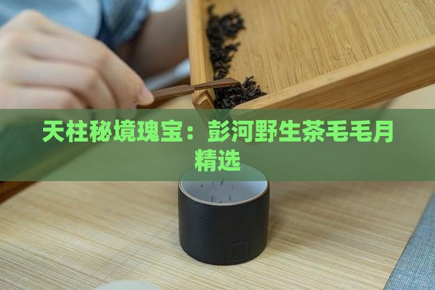 天柱秘境瑰宝：彭河野生茶毛毛月精选