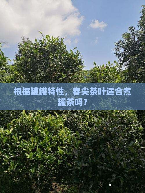 根据罐罐特性，春尖茶叶适合煮罐茶吗？